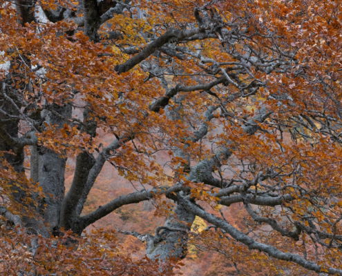 fotoreis Herfst in Auvergne - ©Fredy Blom