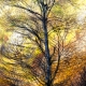 fotoreis Herfst in Auvergne - ©Fredy Blom