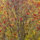 fotoreis Herfst in Auvergne - ©Conny Koolmees