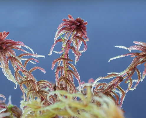 Fotoreis Estland - ©Marcel Batist