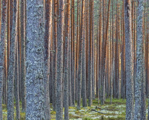 Fotoreis Estland - ©Marcel Batist