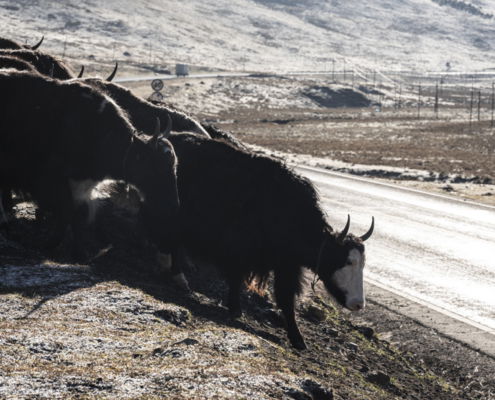 Fotoreis Langs het Tibetaans plateau - China - ©Mirjam van Oostveen
