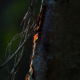 fotoworkshop Midweek Texel - ©Hennie Mosselveld