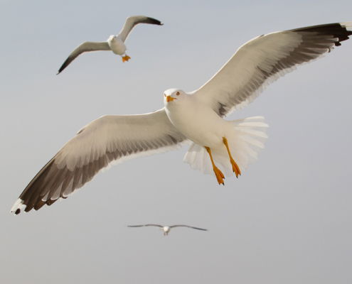 Fotoworkshop Midweek Texel - ©Smitinbeeld