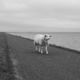 Fotoworkshop Stories from the island - ©Ruud Ubbink