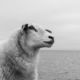 Fotoworkshop Stories from the island - ©Ruud Ubbink