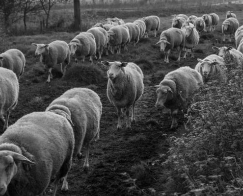 Fotoworkshop Stories from the island - ©Ruud Ubbink