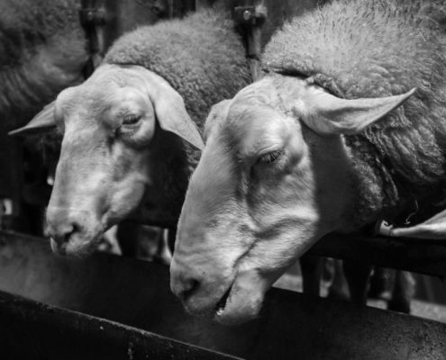 Fotoworkshop Stories from the island - ©Ruud Ubbink