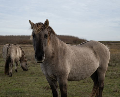 Fotoworkshop Stories from the island - ©Peter Vermeij