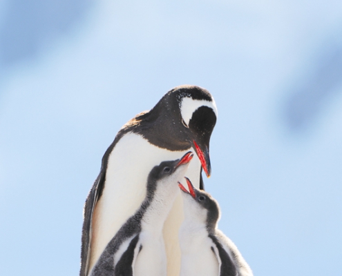 ©Jan Vermeer fotoreis Antarctica South Georgia Falklands
