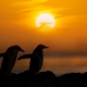 ©Starling - expeditie Antarctica South-Georgia & Falklands