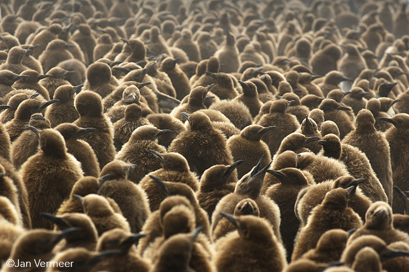 ©Jan Vermeer - Antarctica - South-Georgia - Falklands