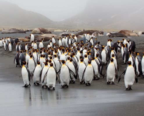 ©Jan Vermeer - expeditie Antarctica South-Georgia & Falklands