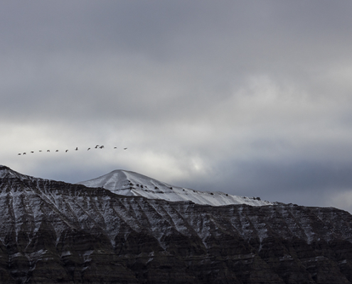 Fotoreis Spitsbergen - ©Inge de Wildt
