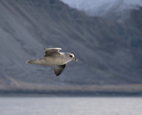 ©Job Klijnstra Fotoreis Spitsbergen - ©Job Klijnstra