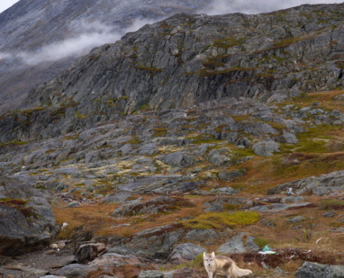 Fotoreis Oost-Groenland - ©Charles Borsboom