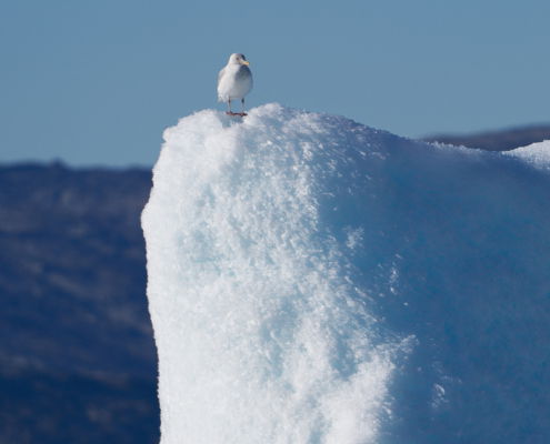 Fotoreis Oost-Groenland - ©Charles Borsboom