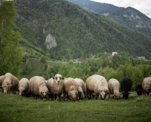Fotoreis Roemenië - ©Jeroen Toirkens