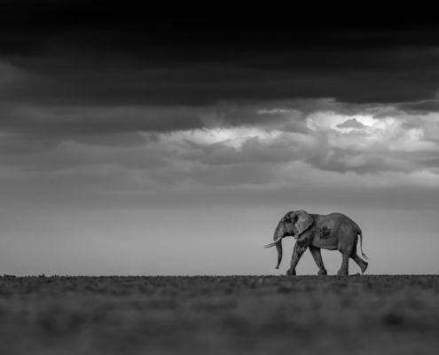 Fotoreis Kenia Safari - ©Jan Vermeer