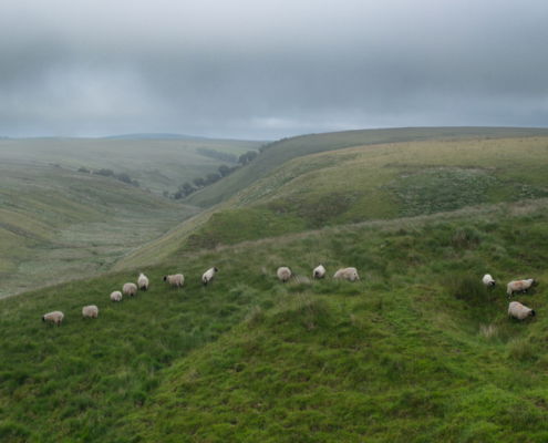 Fotoreis Dartmoor & Exmoor - Engeland - ©Kristel Schneider