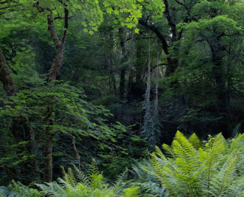 Fotoreis Dartmoor & Exmoor - Engeland - ©Kristel Schneider
