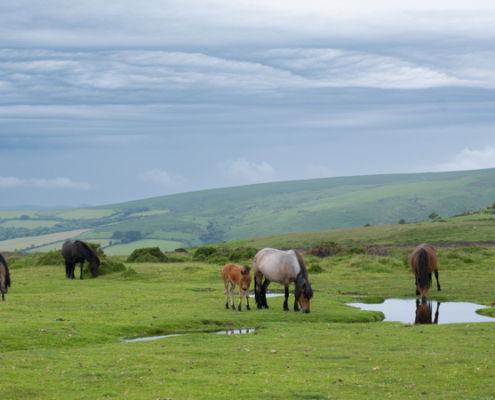 Fotoreis Dartmoor & Exmoor - Engeland - ©Kristel Schneider