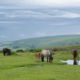 Fotoreis Dartmoor & Exmoor - Engeland - ©Kristel Schneider