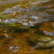 Fotoreis Dartmoor & Exmoor - Engeland - ©Kristel Schneider