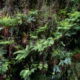 Fotoreis Dartmoor & Exmoor - Engeland - ©Kristel Schneider