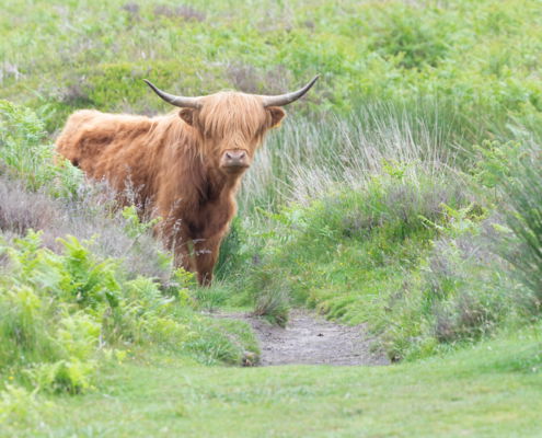 Fotoreis Dartmoor & Exmoor - Engeland - ©Kristel Schneider