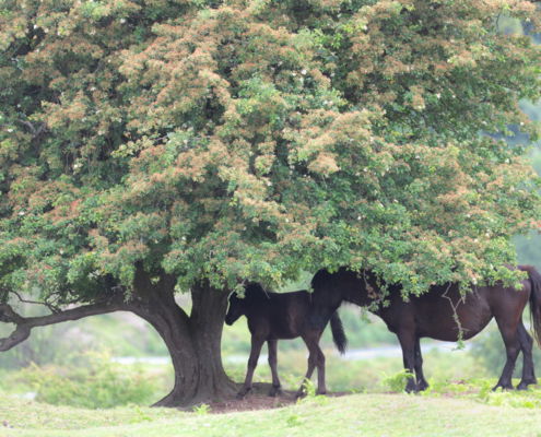 Fotoreis Dartmoor & Exmoor - Engeland - ©Kristel Schneider