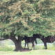 Fotoreis Dartmoor & Exmoor - Engeland - ©Kristel Schneider