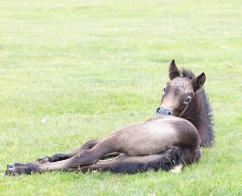 Fotoreis Dartmoor & Exmoor - Engeland - ©Kristel Schneider