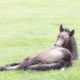 Fotoreis Dartmoor & Exmoor - Engeland - ©Kristel Schneider