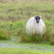 Fotoreis Dartmoor & Exmoor - Engeland - ©Kristel Schneider