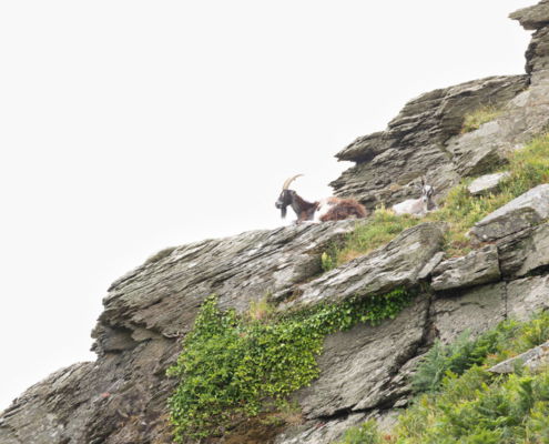 Fotoreis Dartmoor & Exmoor - Engeland - ©Kristel Schneider