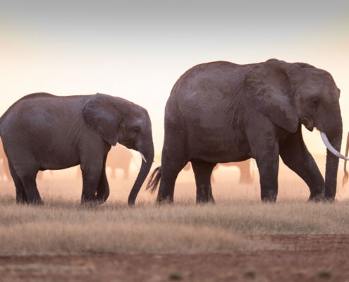 Fotoreis Kenia Safari - ©Jan Vermeer