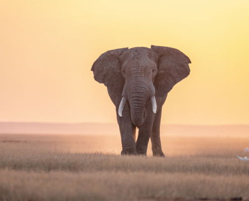 Fotoreis Kenia Safari - ©Jan Vermeer