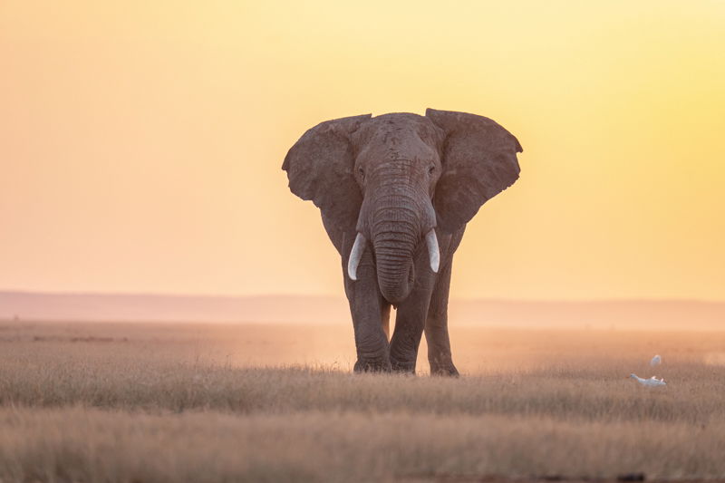Fotoreis Kenia Safari - ©Jan Vermeer