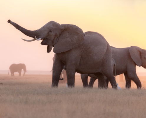 Fotoreis Kenia Safari - ©Jan Vermeer