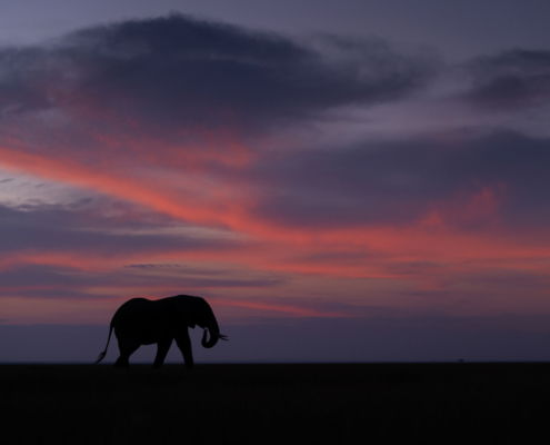Fotoreis Kenia Safari - ©Jan Vermeer