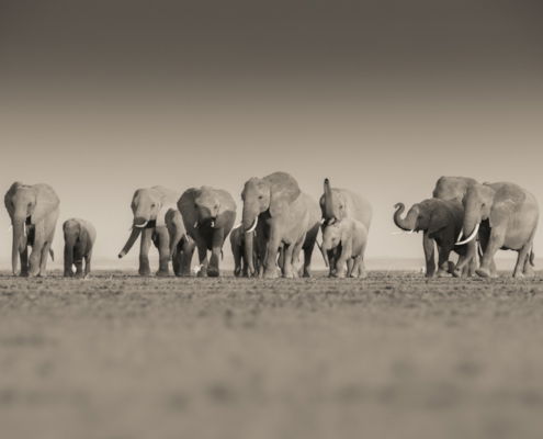 Fotoreis Kenia Safari - ©Jan Vermeer