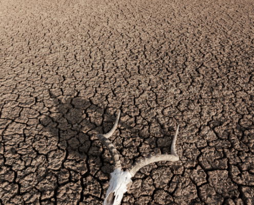 Fotoreis Kenia Safari - ©Jan Vermeer