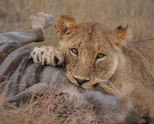 Fotoreis Kenia Safari - ©Jan Vermeer