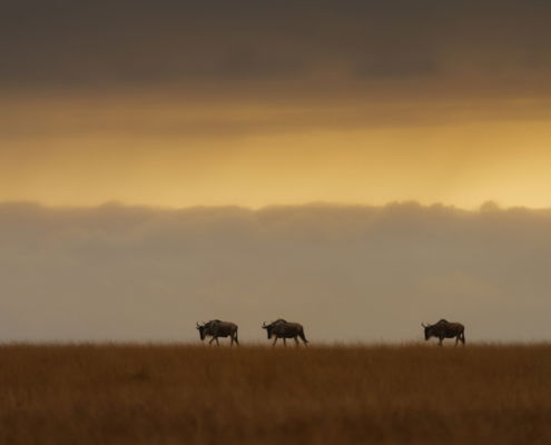 Fotoreis Kenia Safari - ©Jan Vermeer