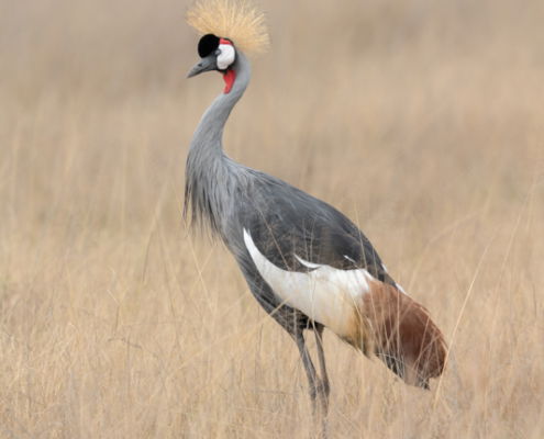 Fotoreis Kenia Safari - ©Jan Vermeer