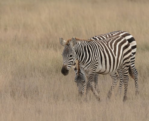 Fotoreis Kenia Safari - ©Jan Vermeer
