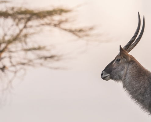 Fotoreis Kenia Safari - ©Jan Vermeer