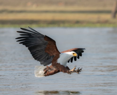 Fotoreis Kenia Safari - ©Jan Vermeer