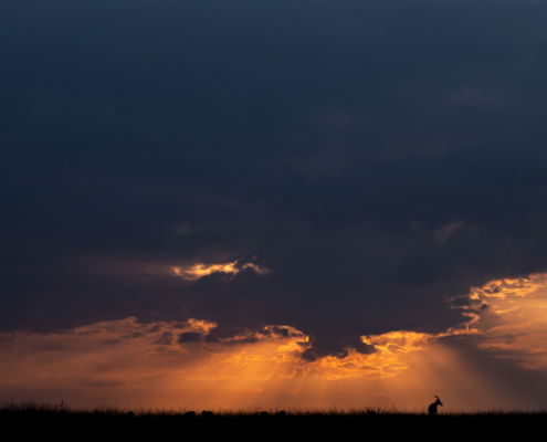 Fotoreis Kenia Safari - ©Jan Vermeer